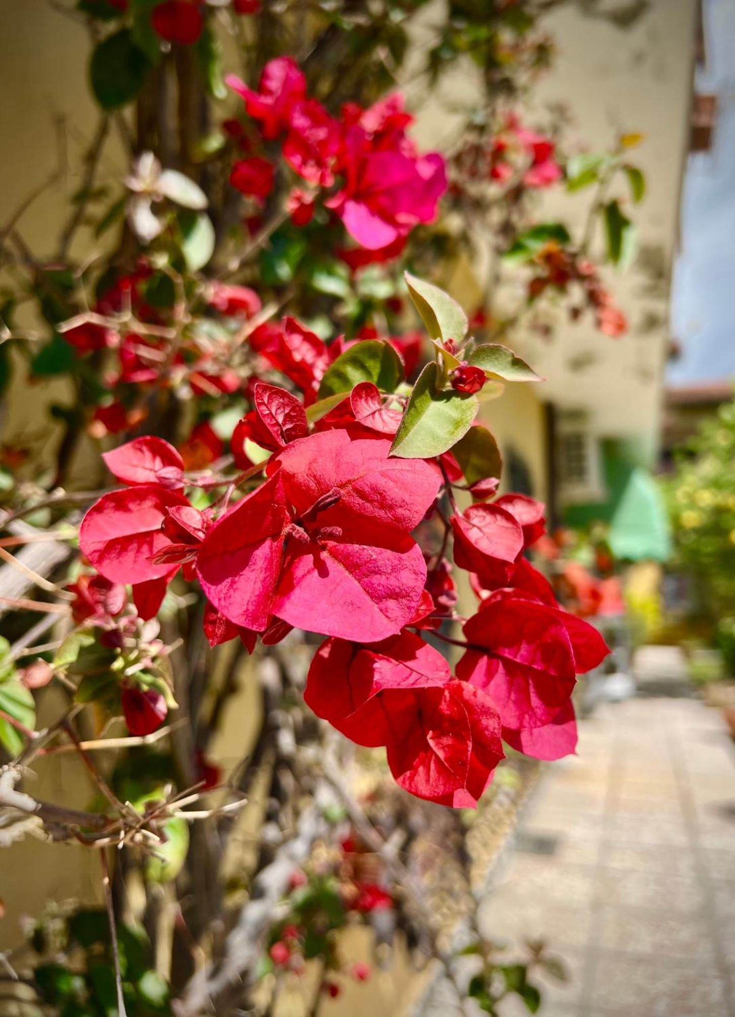 Bed&Breakfast Villa Lorena Forte dei Marmi Buitenkant foto